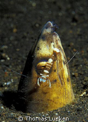 found in Lembeh, F100 by Thomas Lueken 